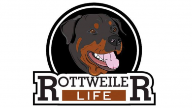 Photo of Rottweiler Life : The First And Most Popular Website Targeting Rottweiler Owners
