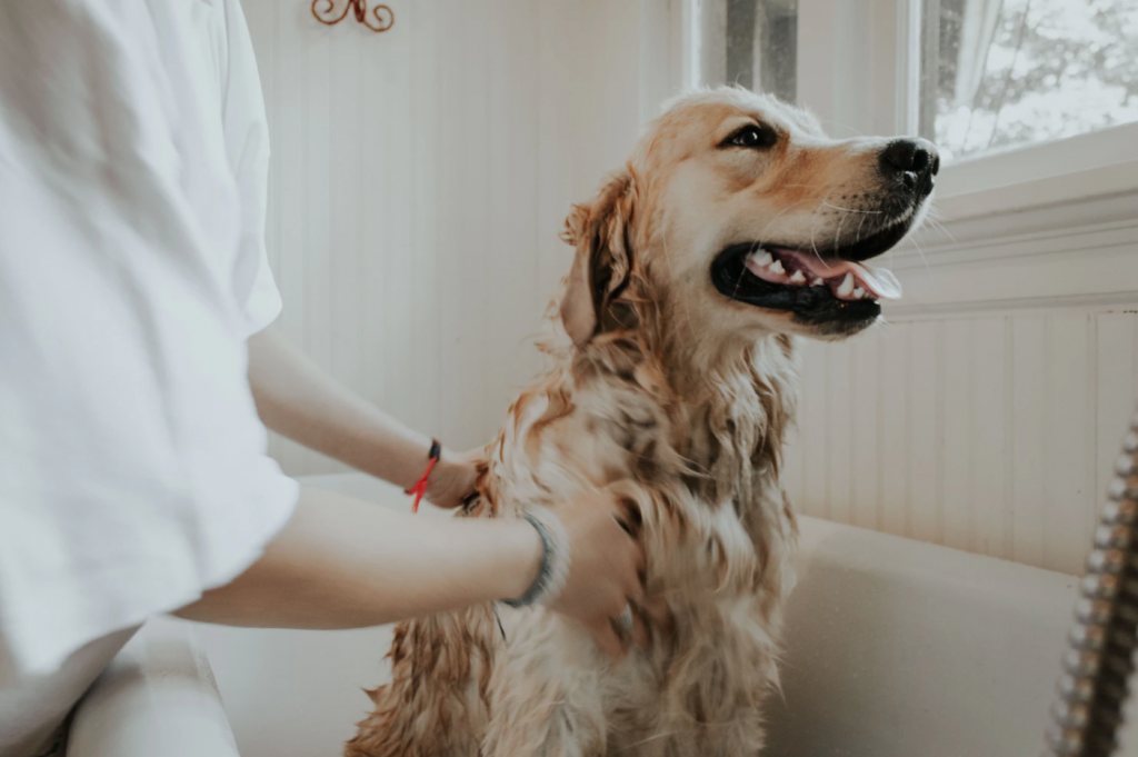 5 Routine Health Care Tips for Dogs