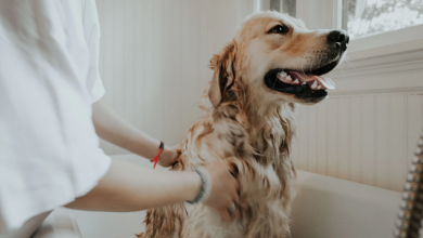 Photo of 5 Routine Health Care Tips for Dogs