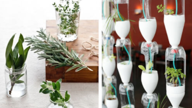 Photo of 4 Reasons Why You Should Start a Hydroponic Farm