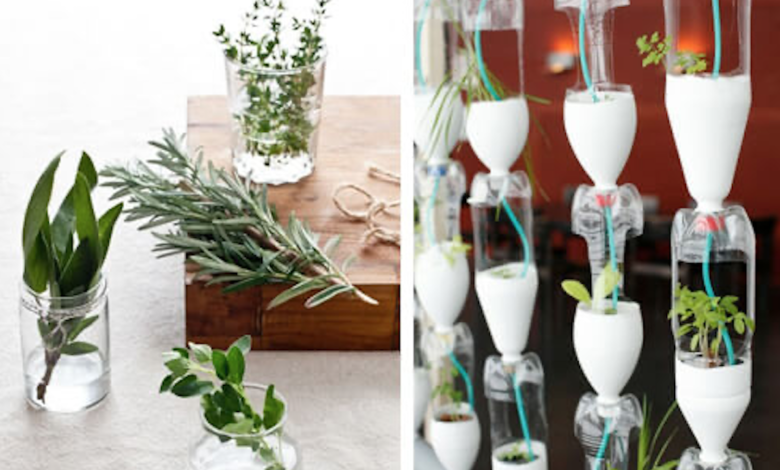 4 Reasons Why You Should Start a Hydroponic Farm