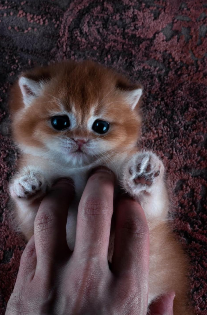 Sky Cattery Breeding Catteries & Ethics IMC Grupo