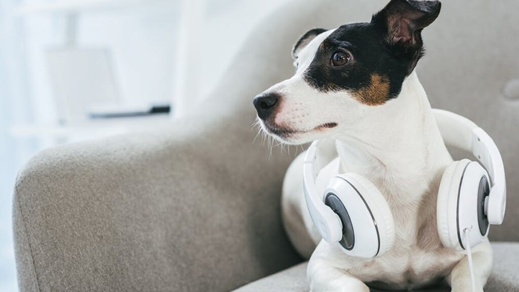 Can Dogs Hear Tinnitus? IMC Grupo