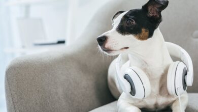 Photo of Can Dogs Hear Tinnitus?