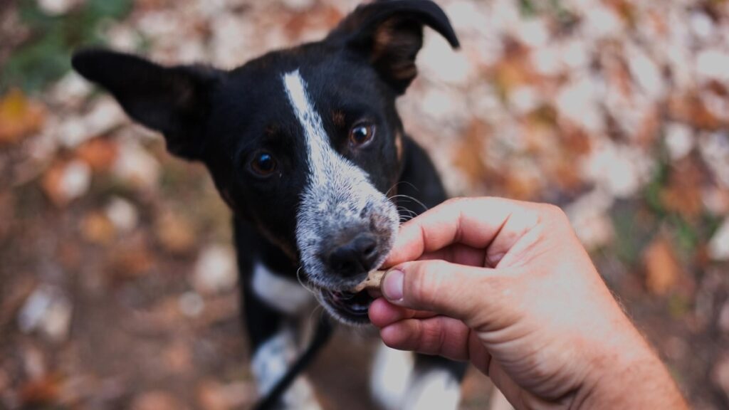 Five Most Unusual Treats That Your Dog Will Love