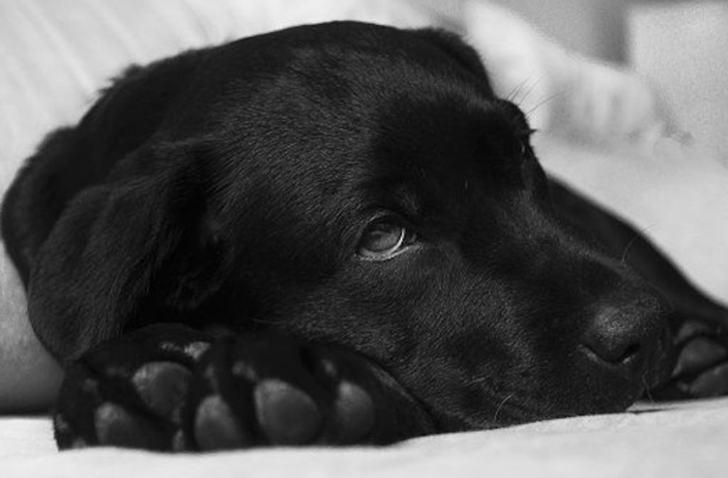 Heart Diseases in Dogs – Medical Options for Common Heart Conditions in Dogs