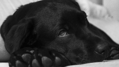 Photo of Heart Diseases in Dogs – Medical Options for Common Heart Conditions in Dogs