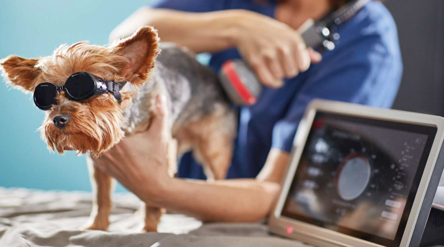 Medications That Will Help Your Dog’s Joint Pain IMC Grupo