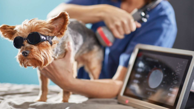 Photo of Medications That Will Help Your Dog’s Joint Pain