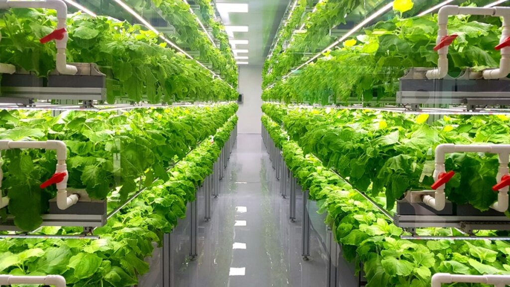 The Link Between Technology and Profitability in Plants Greenhouse Growing