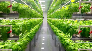 Photo of The Link Between Technology and Profitability in Plants Greenhouse Growing