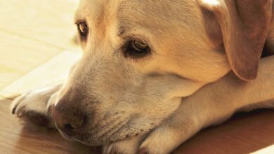Photo of Dogs Cry – Should Owners Be Worried?