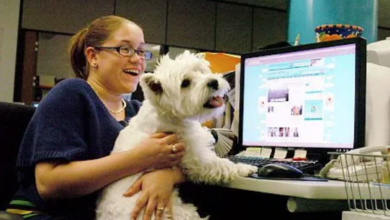 Photo of How to Get Your Pet to be A Registered Service Dog