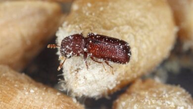 Photo of Tips for Pest Control in Food Establishments