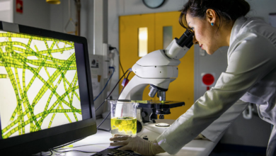 Photo of Find Out the Best Way to Support Your Immune System