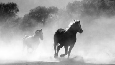 Photo of A Look Back at Horse Racings Greatest Runners