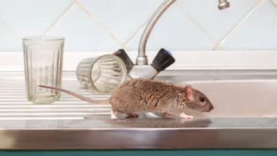 Photo of Signs of An Impending Mice Infestation Problem