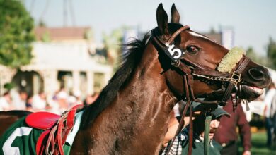 Photo of Your Complete Tips to the Famous Caulfield Cup in Australia