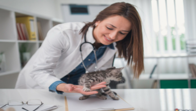 Photo of What to do if my Pet is Injured in a Wreck?