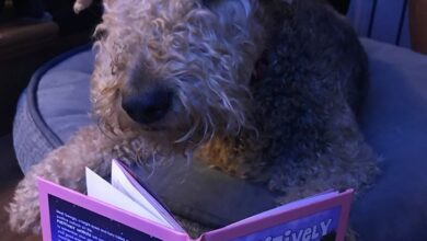 Photo of Children’s Author, Elizabeth Ferris: How her stories of an adorable Airedale are captivating young and old readers alike