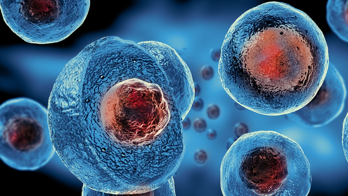 Everything You Should Know About Stem Cell Therapy