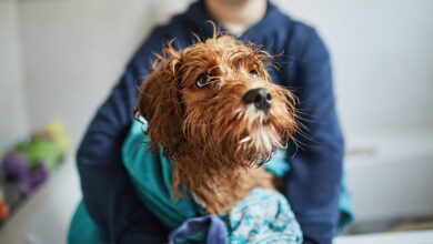 Photo of How Light Therapy Can Help Your Pet In Various Ways