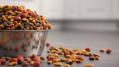 Photo of How to Choose the Right Food for your Pet?