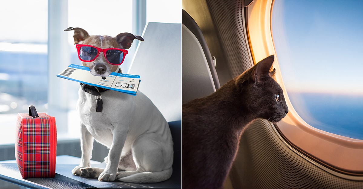 What to Know About Shipping Pets Overseas IMC Grupo