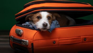 Photo of What to Know About Shipping Pets Overseas