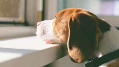 Photo of Why You Should Never Leave Your Dog Alone At Home