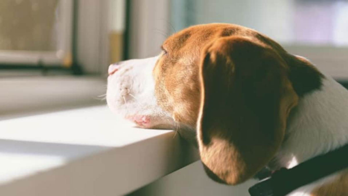 Why You Should Never Leave Your Dog Alone At Home