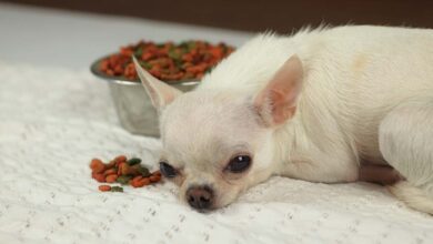 Photo of 7 Tips for Dogs with Sensitive Stomach