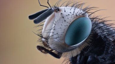 Photo of 3 Essential things you need to know about pest control