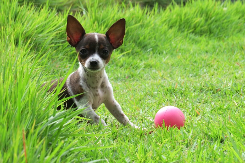 Ways To Keep Your Pooch Entertained When You Are Out Of The House