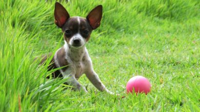 Photo of Ways To Keep Your Pooch Entertained When You Are Out Of The House