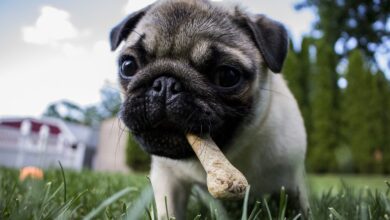 Photo of 6 Healthy Treats For Dogs you must know