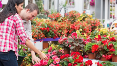 Photo of What Should I Know Before Buying this Whole Plant Complex?