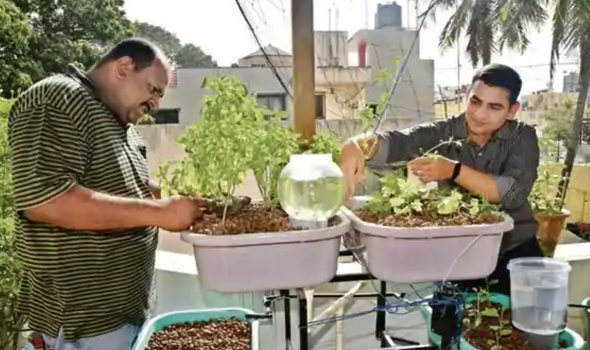 The Art Of Growing Plants Without Soil - Aeroponics, and Hydroponic