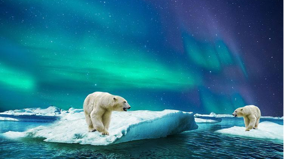 10 Amazing Things You Didn't Know about Animals