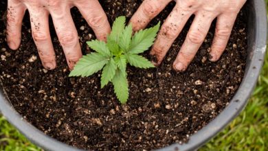 Photo of 5 Effective Lighting Tips for Indoor Growing