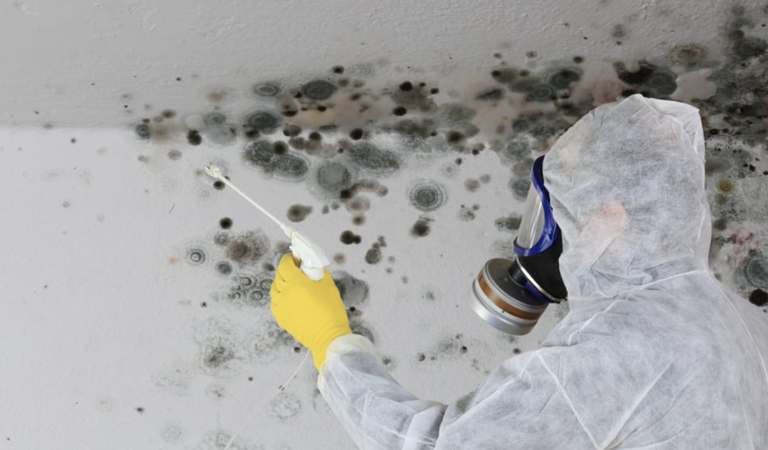 How To Remove Mold - IMC Grupo