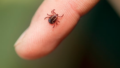 Photo of How to Keep Ticks Away From Your House
