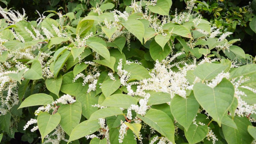 How to Properly Deal with Japanese Knotweed