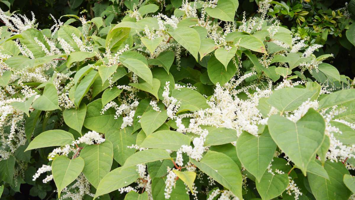 How to Properly Deal with Japanese Knotweed