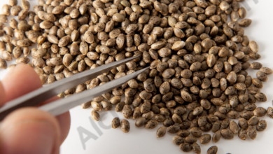 Photo of What are Feminized Seeds? Their advantages and some facts