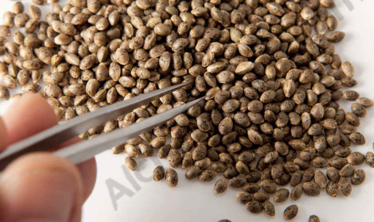 What are Feminized Seeds? Their advantages and some facts