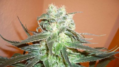 Photo of Mango Kush Feminized Seeds