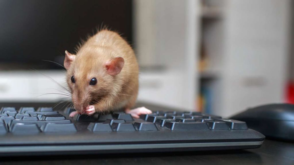 Office Pests: How Rats Can Play Havoc with Your Digital Workspace