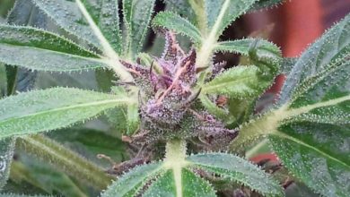 Photo of Where do Autoflower Seeds Come From