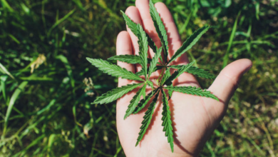Photo of Legalization of Medicinal Herbs in California